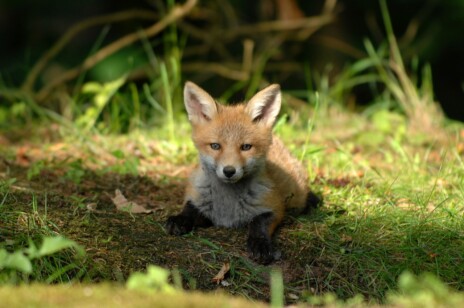 Foxit reader Foxit reader